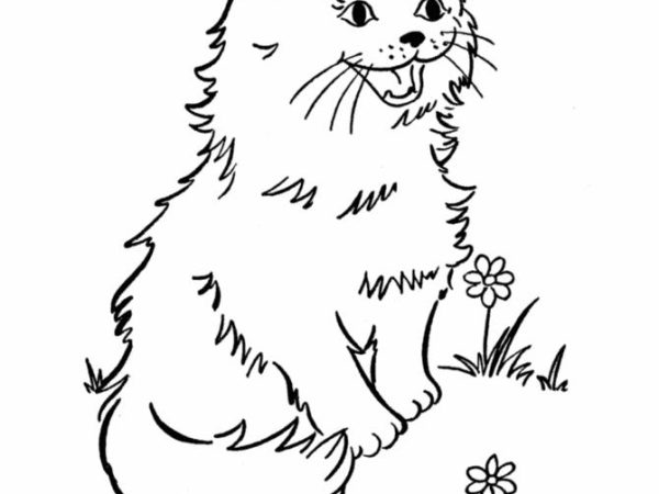 desenho gato imprimir16 1