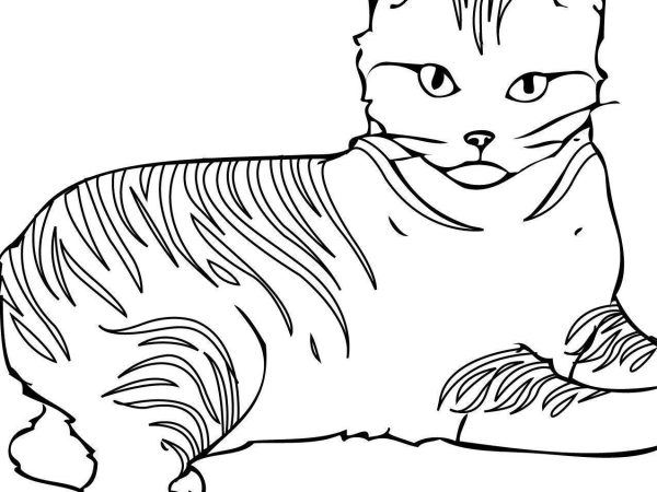 desenho gato imprimir20 1