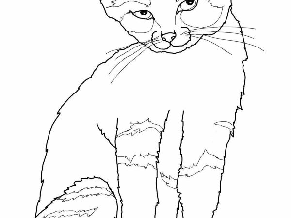 desenho gato imprimir5
