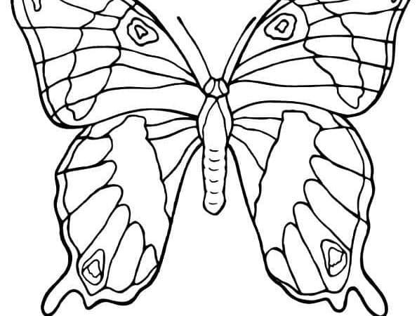 desenho borboleta imprimir pintar 03